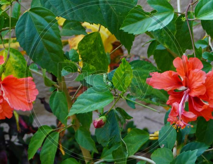 Multiple Hibiscus Flowers On A Red Hibiscus(Karkade) Plant In The Garden.