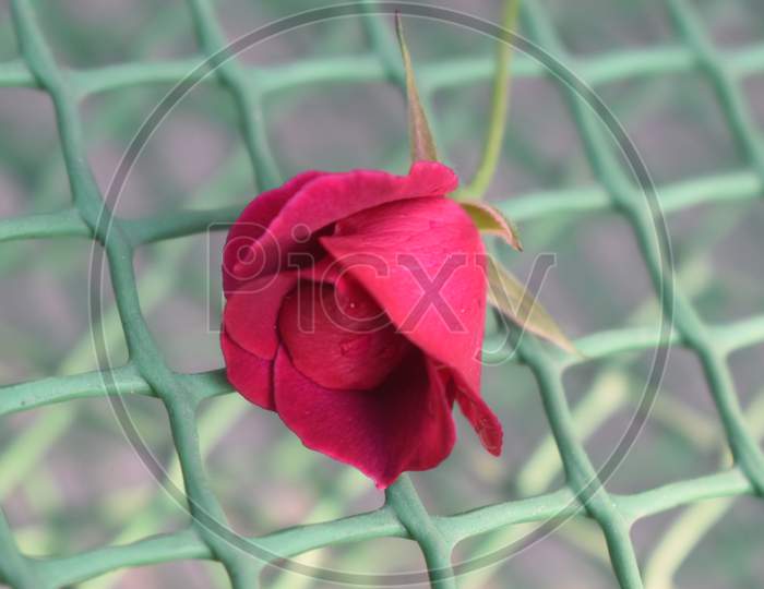 Beautiful Photograph Of A Rose.