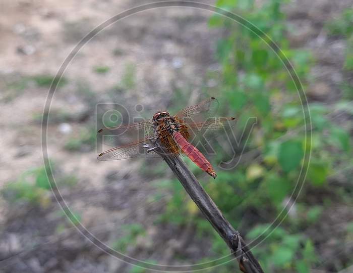 Dragonfly is an insect belonging to the order odonata