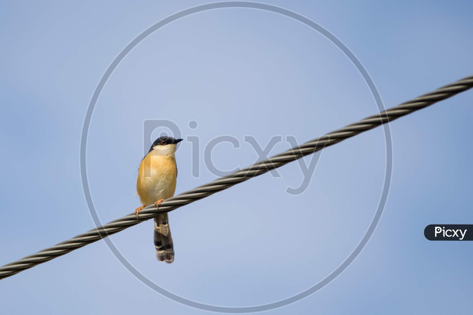 Portrait Of Ashy Prinia (Prinia Socialis) Captured While Sitting On A Powerline With Blue And Clear Sky In The Background