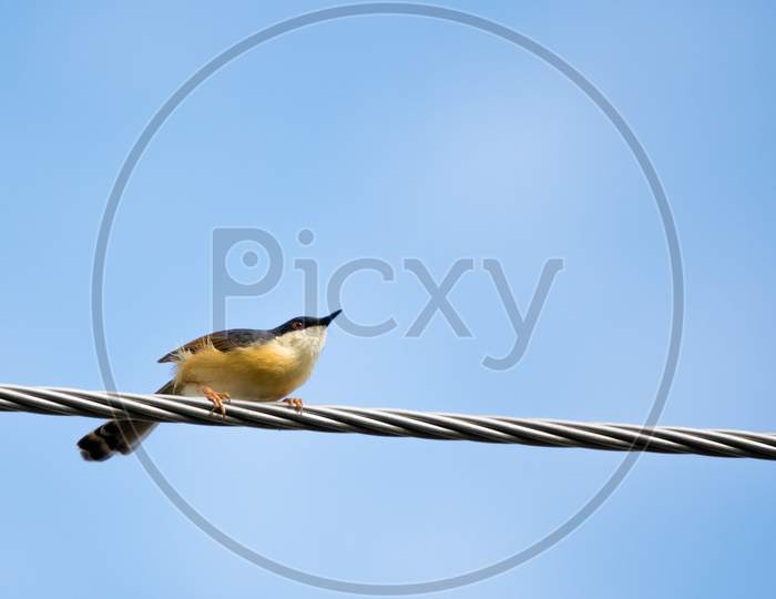 Portrait Of Ashy Prinia (Prinia Socialis) About To Take Off From A Powerline With Blue And Clear Sky In The Background