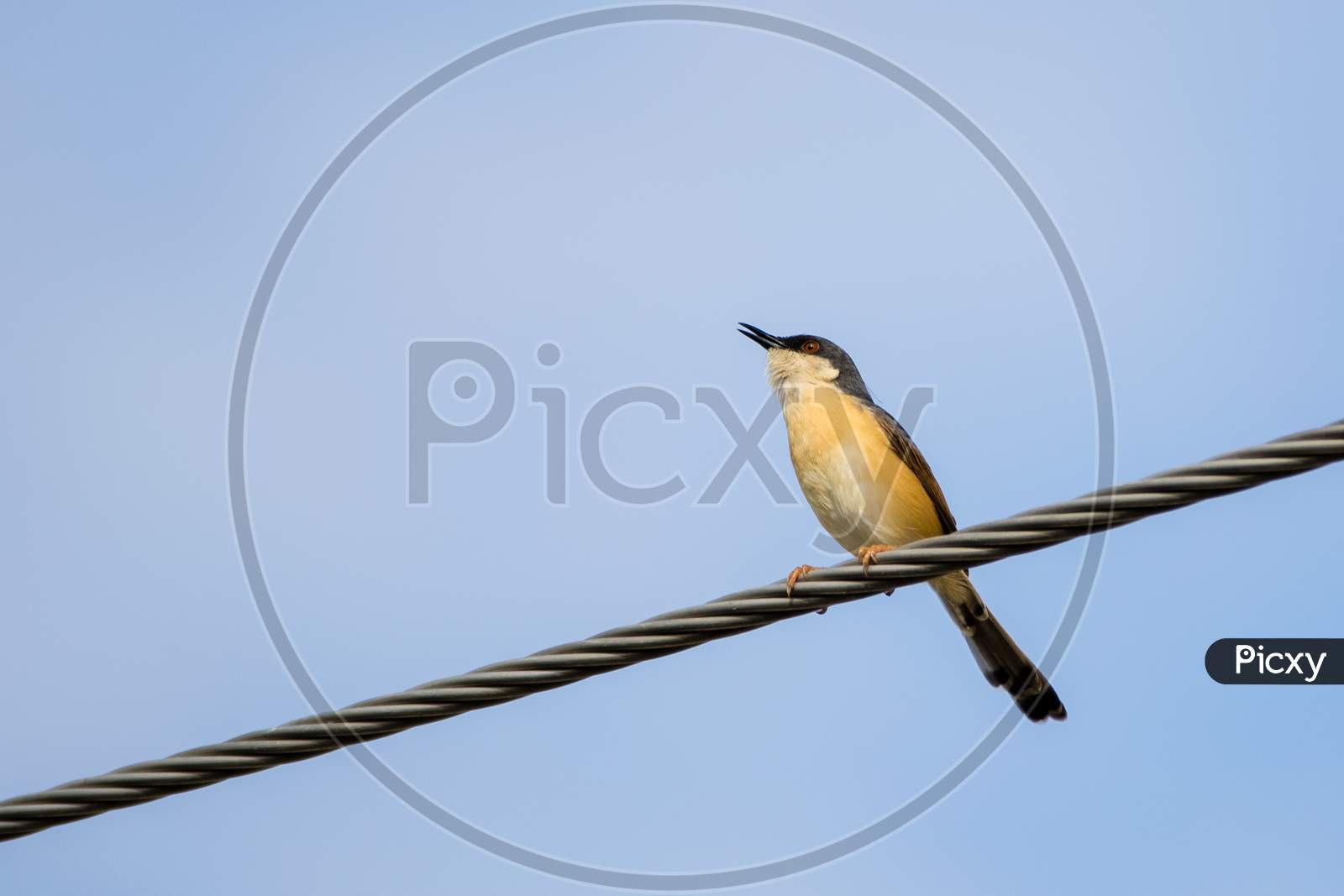 Portrait Of Ashy Prinia (Prinia Socialis) Singing While Sitting On A Powerline With Blue And Clear Sky In The Background
