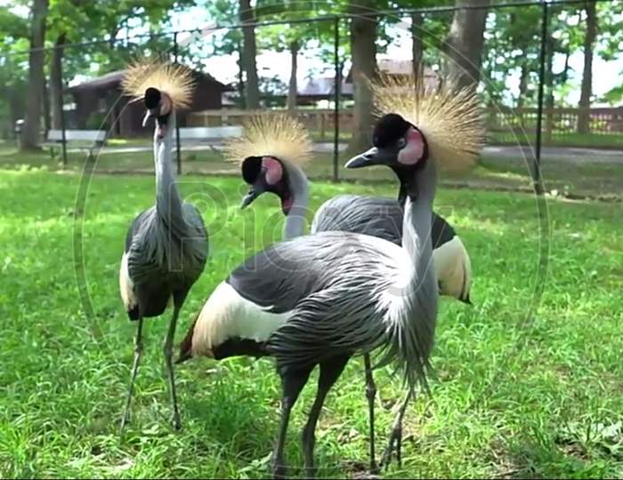 grey crowned cranes