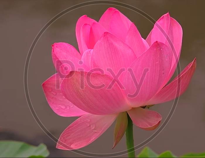 pink lotus flower in a pond