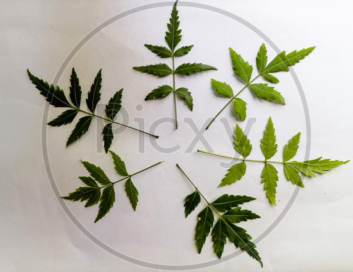 Top View Of neem Leaves with Space For Text In The White Background