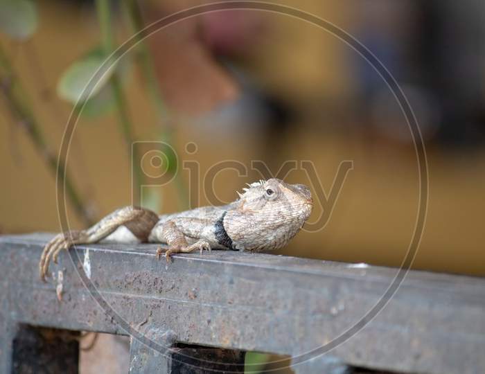 Lizard sitting on a rusty gate