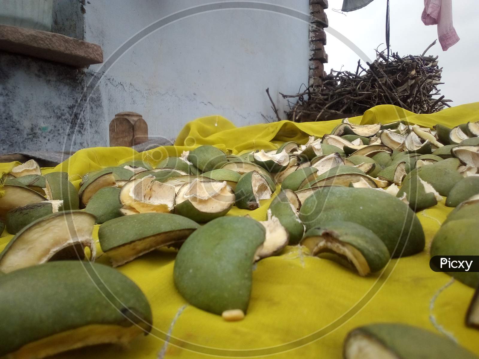 cutting mangoes