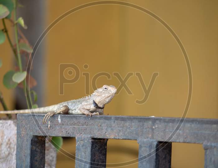 A cute lizard sitting on a old rusty gate