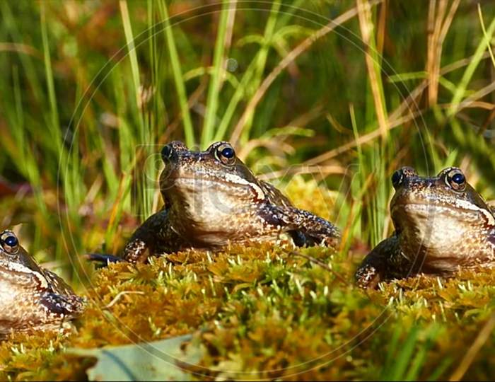 Frogs on the grass