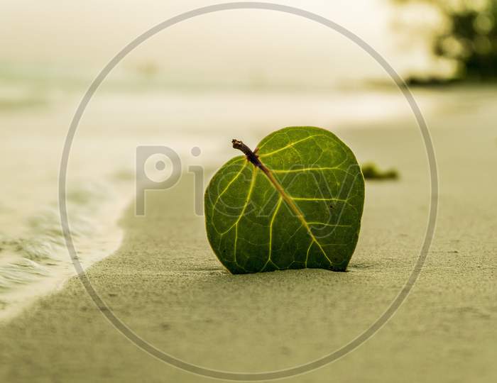 Beach leaf