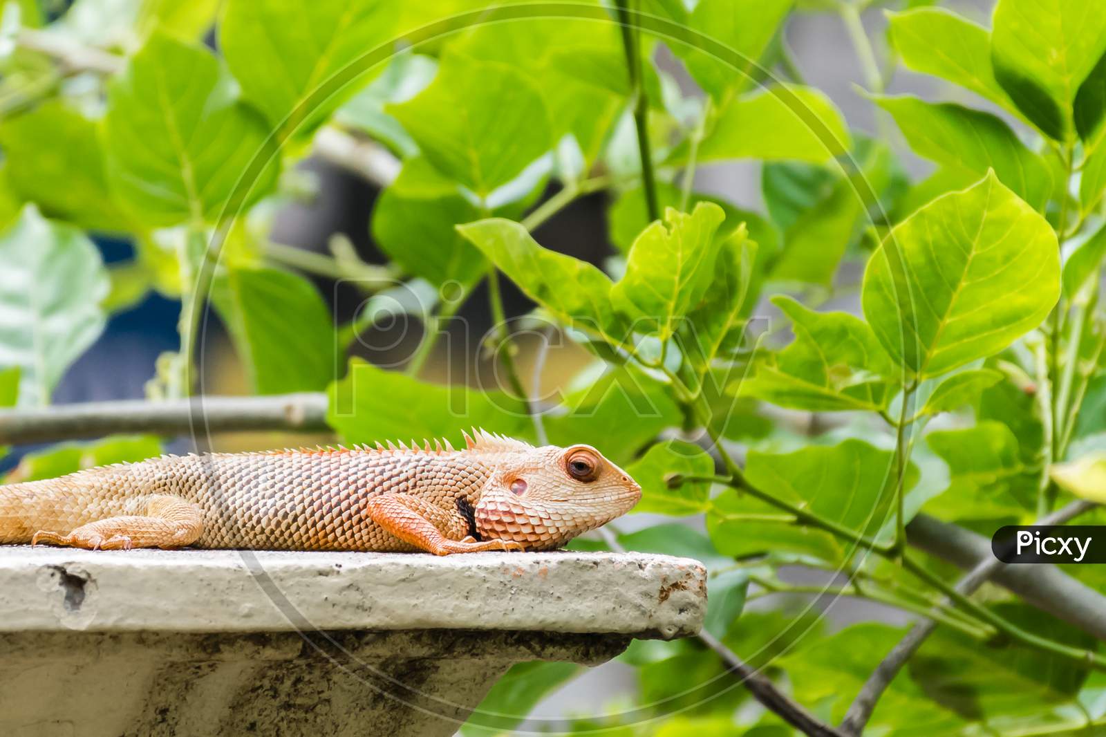 Oriental Garden Lizard (Calotes Versicolor) Captured On A Wall Surrounded By Bright Green Leaves