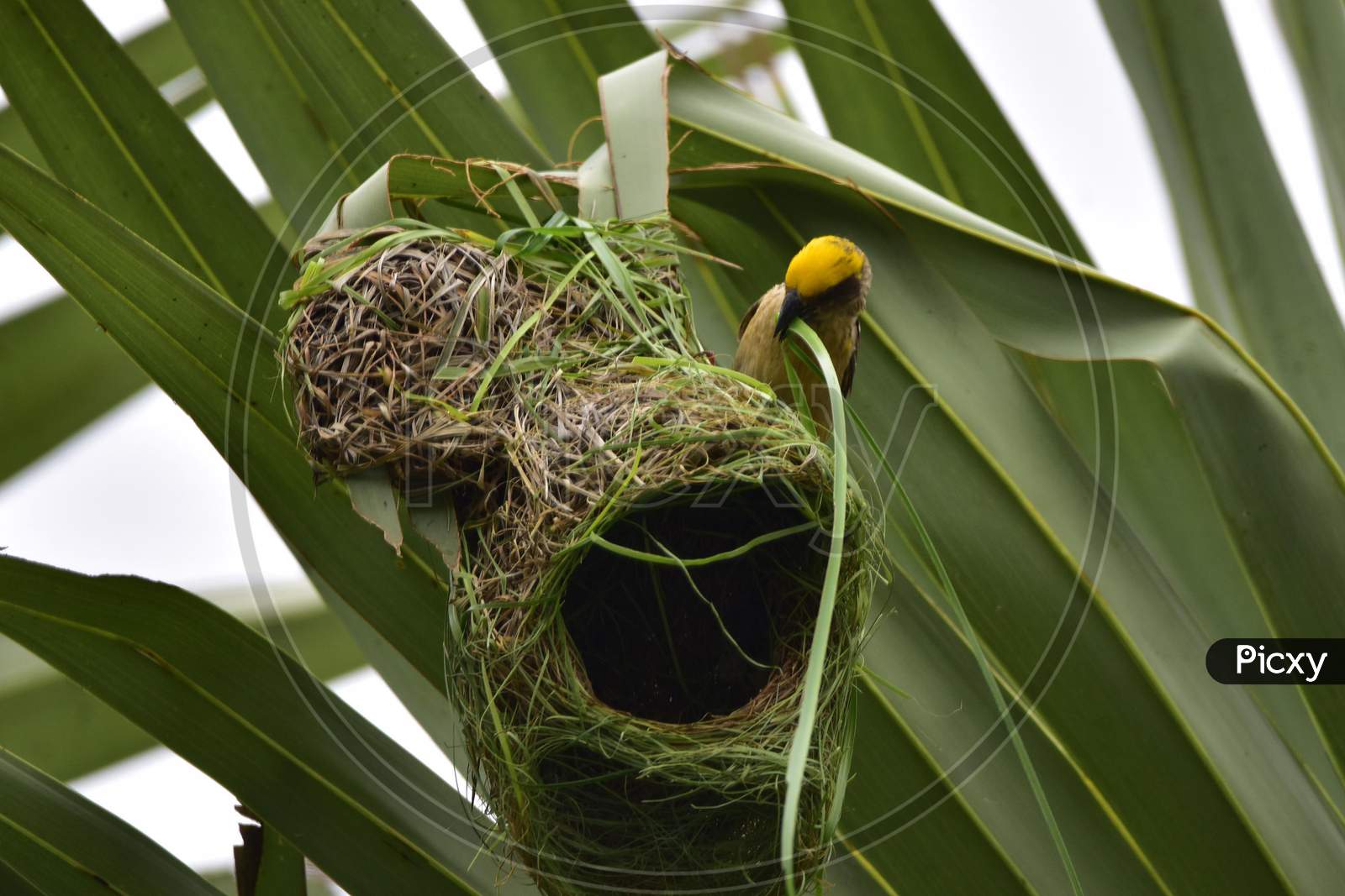 A Baya Weaver Bird Building Its Nest In Nagaon District Of Assam On June 27,2020.
