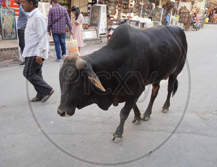 A Black Bull Walking Down The Street With People In Background In A Market In India. : Udaipur India - March 2020