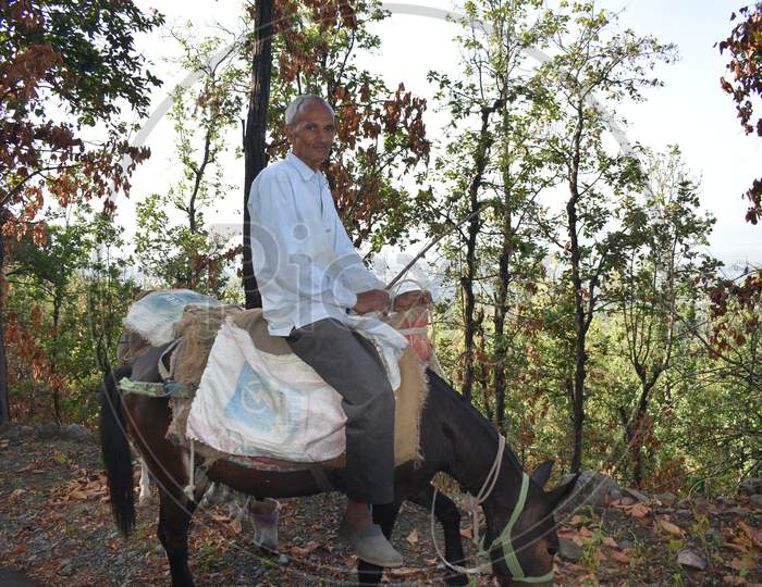 A Local Person On A Horse In The Month Of June 2019 At Dehradun, India.
