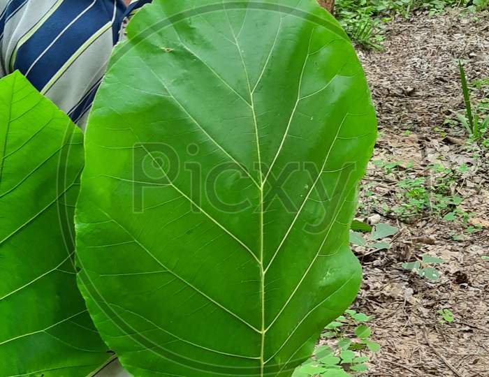 10   Shorea robusta, sal tree. species of family dipterocarpaceae, plantae, tracheophytes Indian subscotninent, ranging south of the Himalaya, from Mynamar in the east to Nepal, India and Bangladesh,