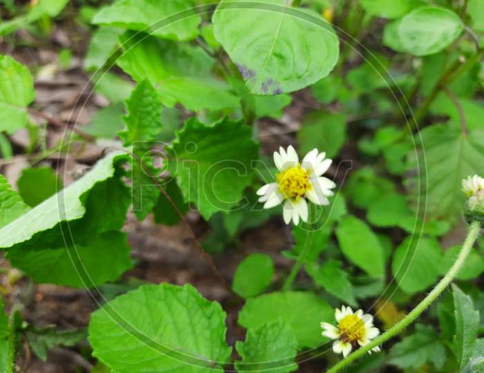 galinsoga quadriradiata is a species of flowering plant in the daisy family which is known by several common names,