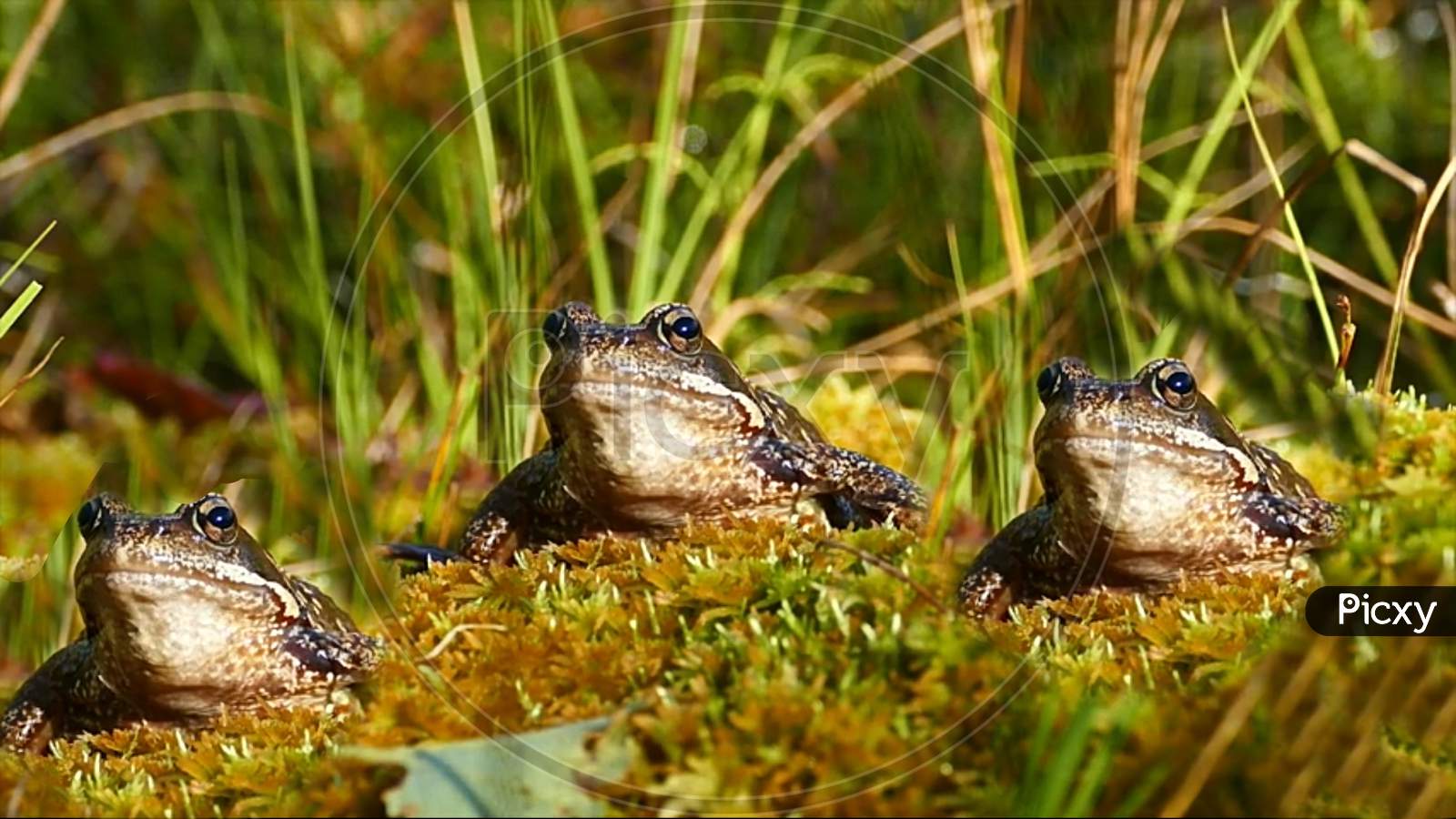 Frogs on the grass