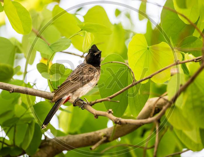Red Vented Bulbul (Pycnonotus Cafer) Perching On A Tree With Bright Green Leaves