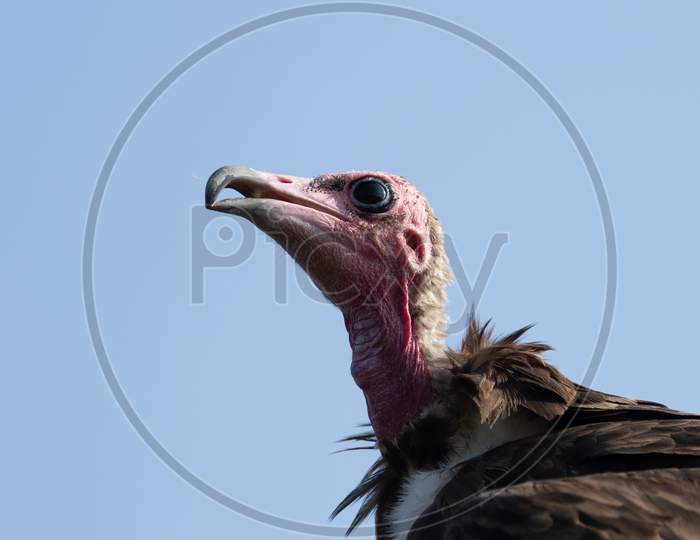 Hooded Vulture, Necrosyrtes Monachus, Head Closeup Against Blue Sky. Blushing Deep Pink As Excited