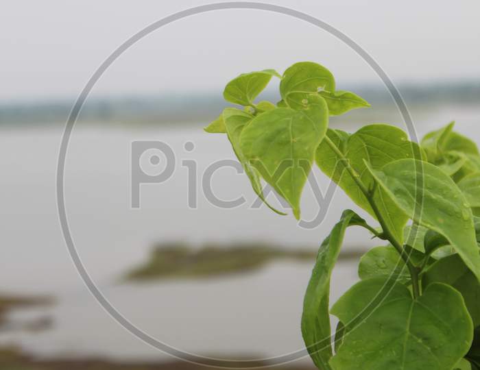 A plant at the end of the lake on monsoon