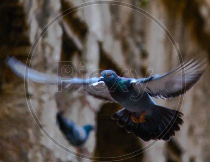 PIGEON IN ACTION