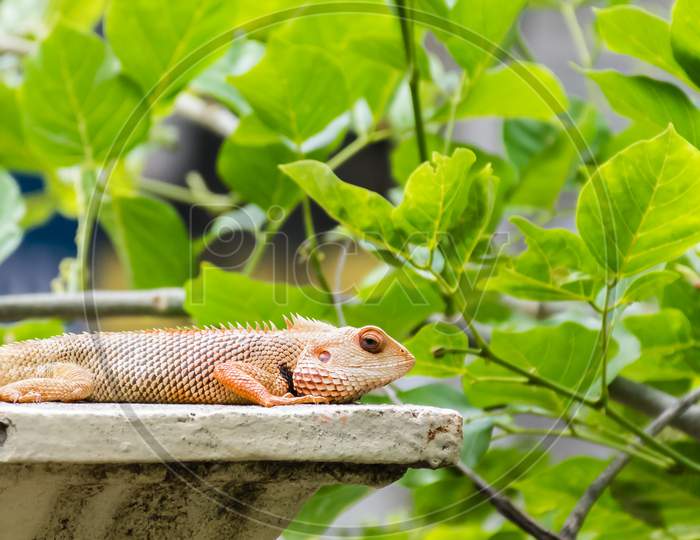 Oriental Garden Lizard (Calotes Versicolor) Captured On A Wall Surrounded By Bright Green Leaves