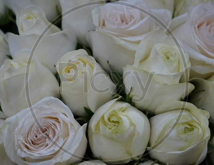 White Roses Background. Variety Of White Roses In Beautiful Bouquet. Bridal Bouquet Of White Rose In Bright Colors In Flower Shop In Market.