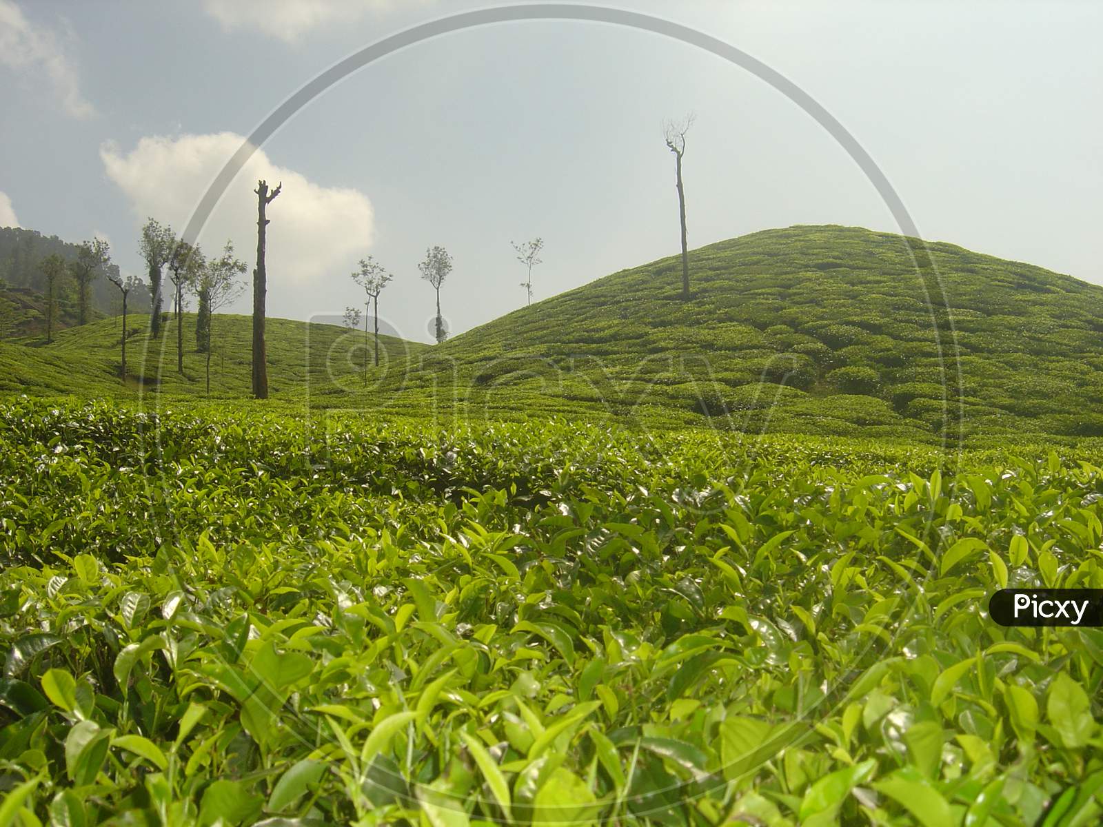 A lush green tea estate