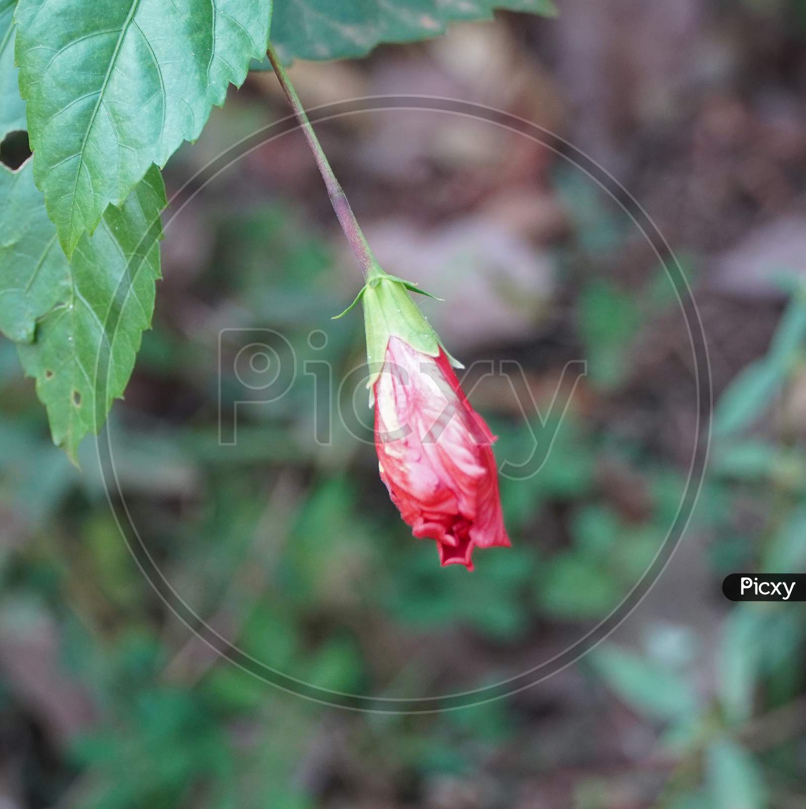 Chinese Hibiscus Flower Bud In Garden, Close Up Red Hibiscus Flowers Bud On Green Leaf Background - Latin Name - Hibiscus Rosa-Sinensis.