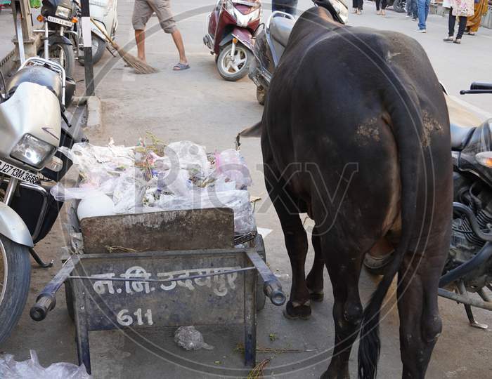 A Dirty Indian Bull Is Eating Plastic And Polythene Bags From A Pile Of Garbage In The City. Problem Of Environmental Pollution, Excess Waste, Trash And Garbage. : Udaipur India - March 2020