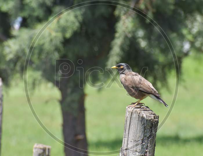 A small bird sitting on a piece of dry wood on April 2020, Srinagar, Jammu & Kashmir, India