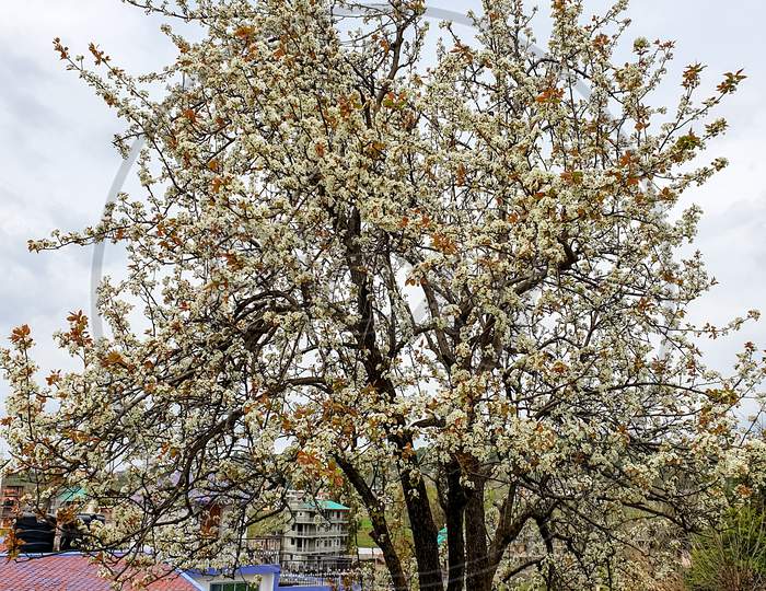 Portrait of beautiful pear blossom tree in spring season with cloudy weather in hilly area of Himachal Pradesh, India