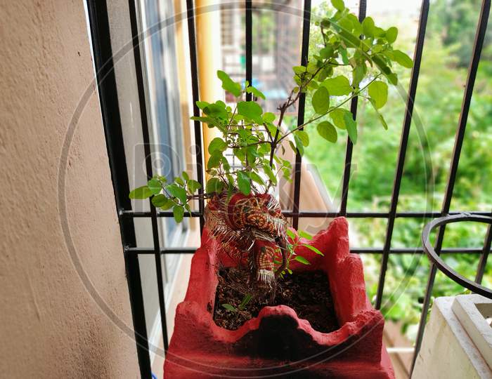 sacred tulsi plant with earthen pot at flat corridor immunity booster