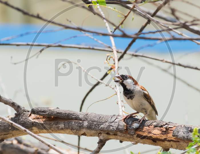 House Sparrow (Passer Domesticus) Captured While Perching On A Branch And Singing