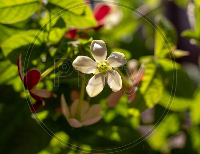 White small flower glowing in sunlight