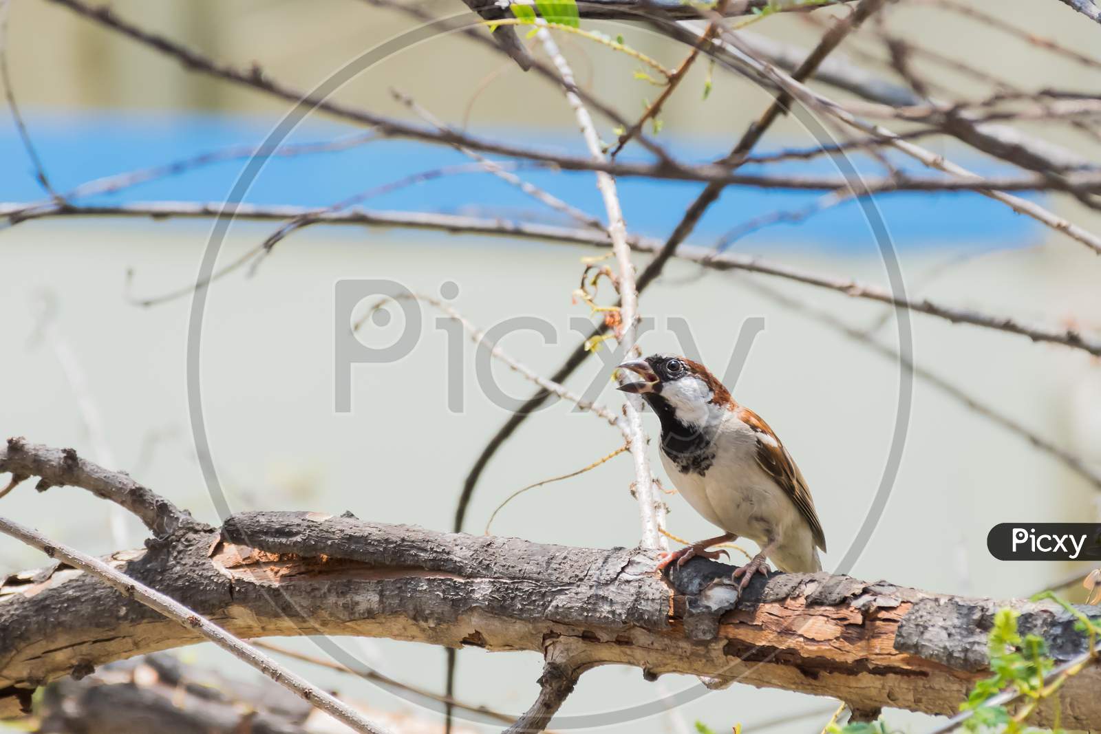 House Sparrow (Passer Domesticus) Captured While Perching On A Branch And Singing