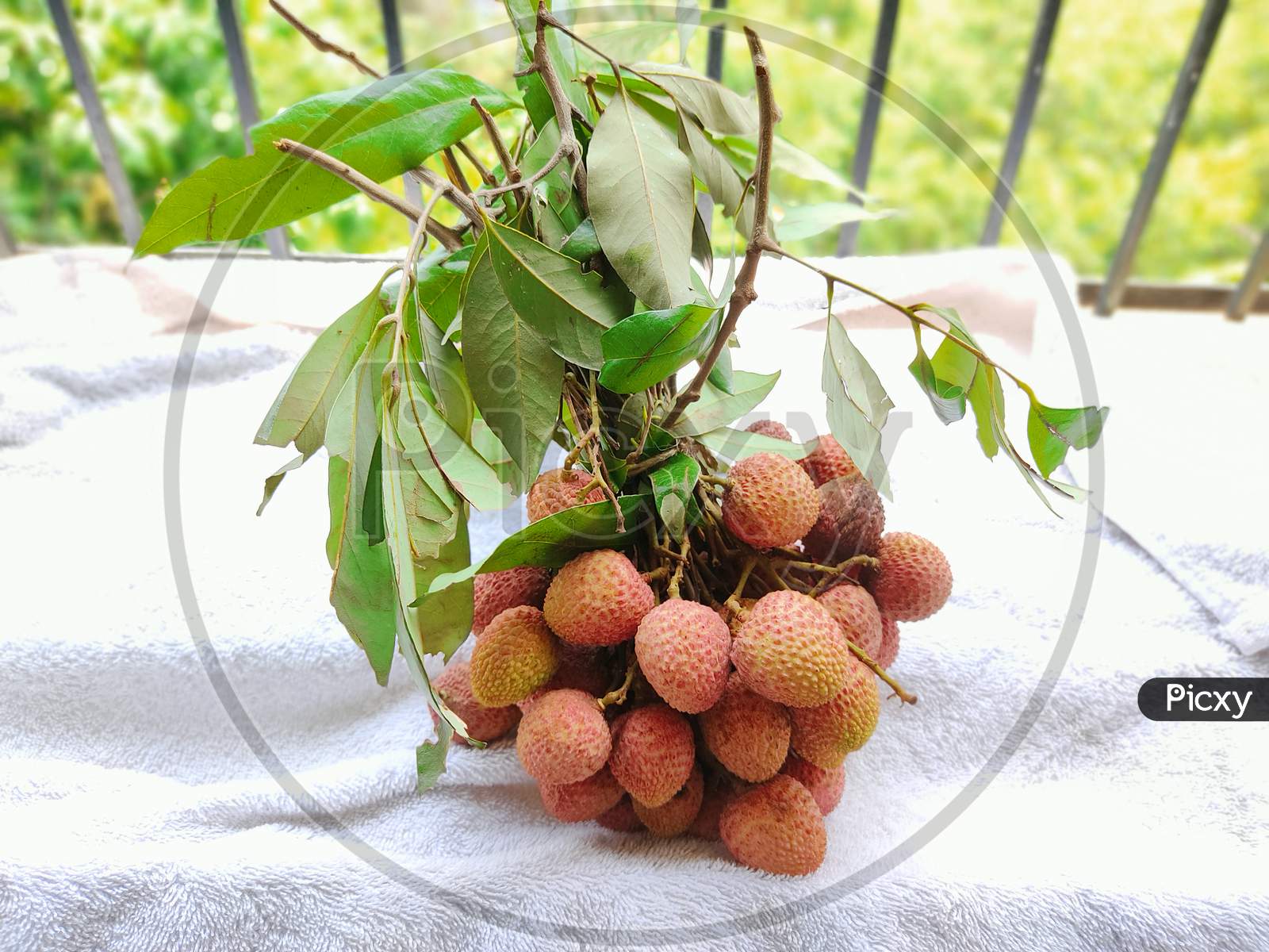 lychee plucked and kept on white towel