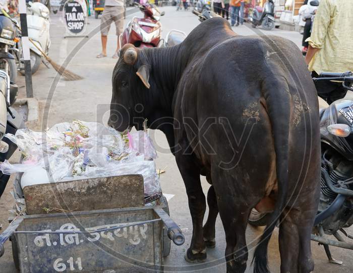 A Dirty Indian Bull Is Eating Plastic And Polythene Bags From A Pile Of Garbage In The City. Problem Of Environmental Pollution, Excess Waste, Trash And Garbage. : Udaipur India - March 2020
