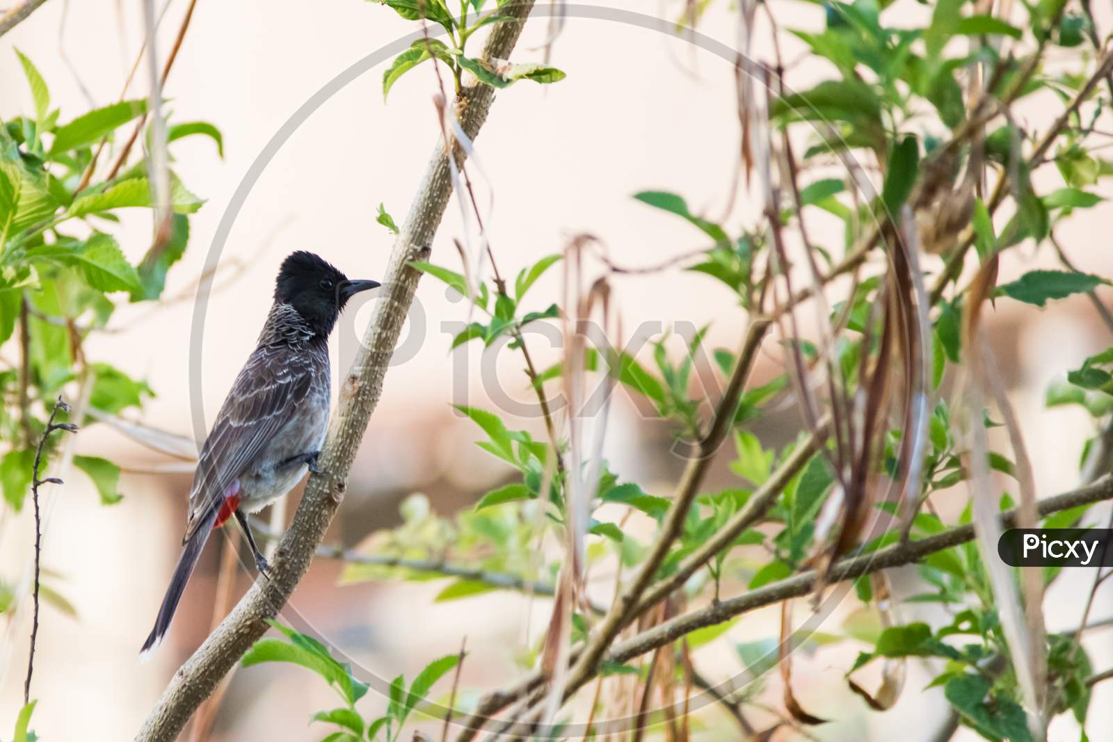 Red Vented Bulbul (Pycnonotus Cafer) Climbing Up A Twig