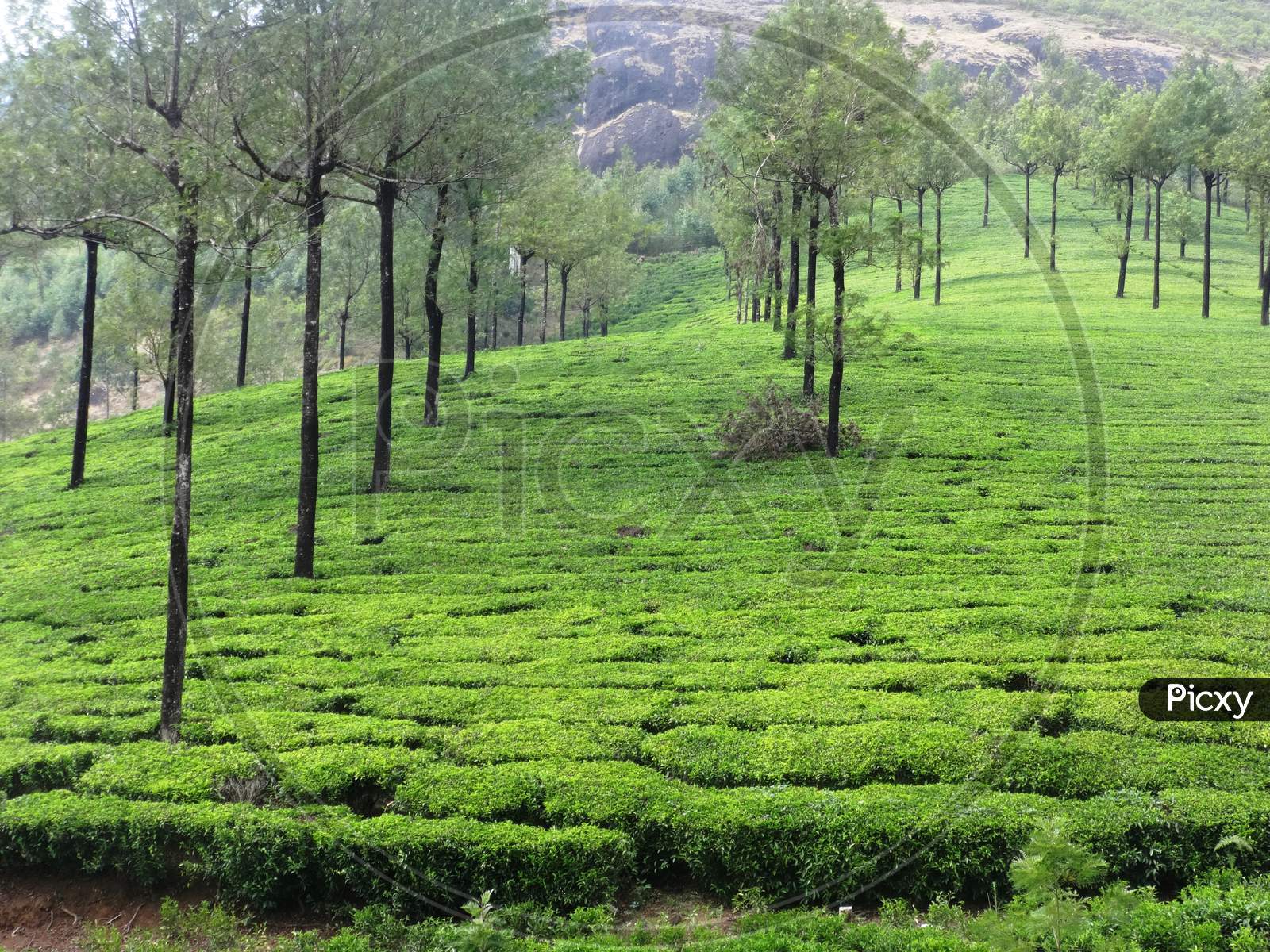 view of the tea gardens of Munnar