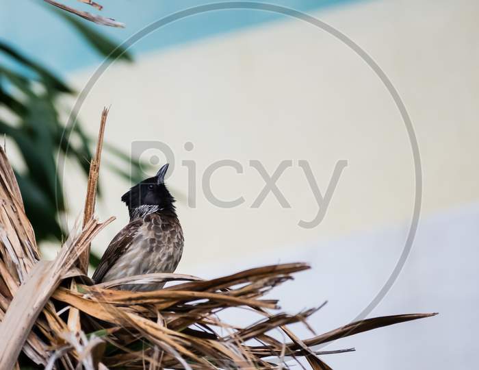 Red Vented Bulbul (Pycnonotus Cafer) Looking Up While Perching In A Nest