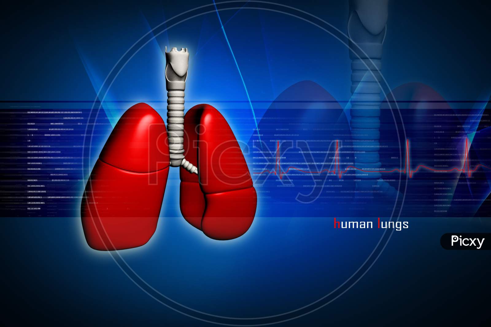 Human Lungs In Digital Design