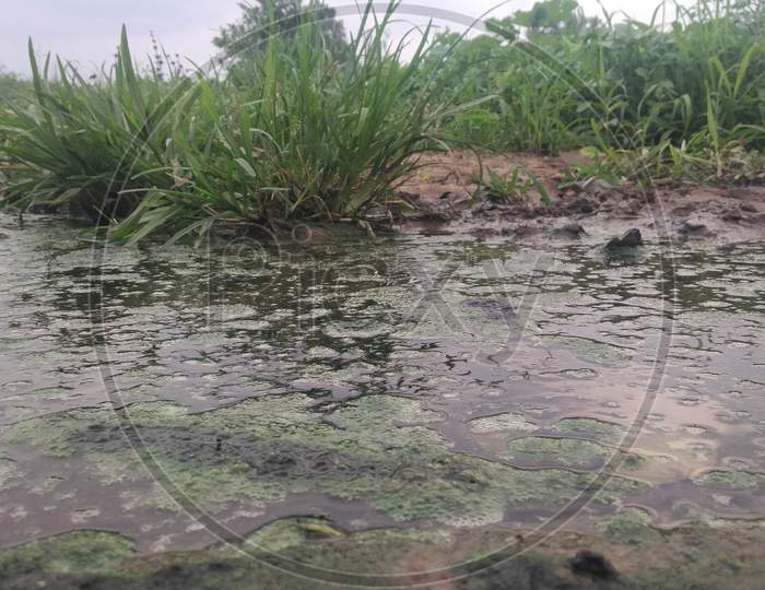 Green Grass And Algae In Pond In Monsoon Season