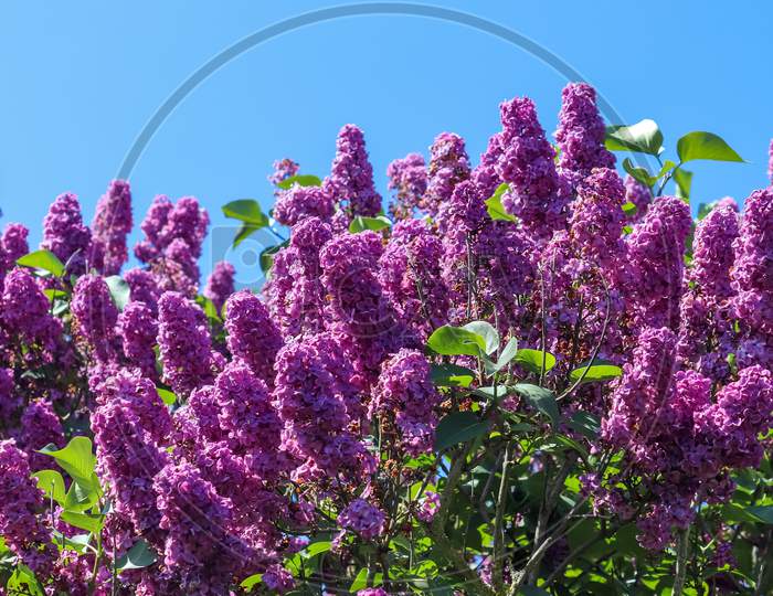 Lilac Tree Syringa Vulgaris In Front Of A Clear Blue Sky During Spring On A Sunny Day