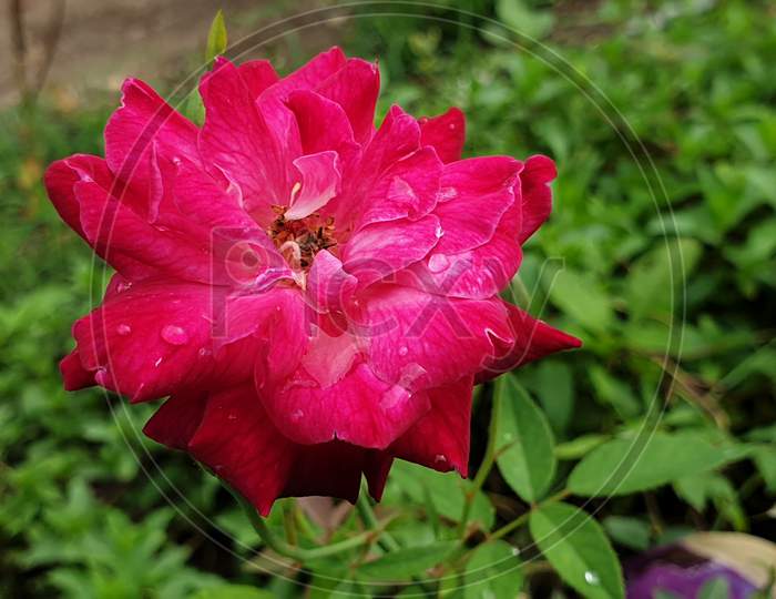 This is a beautiful red rose flower