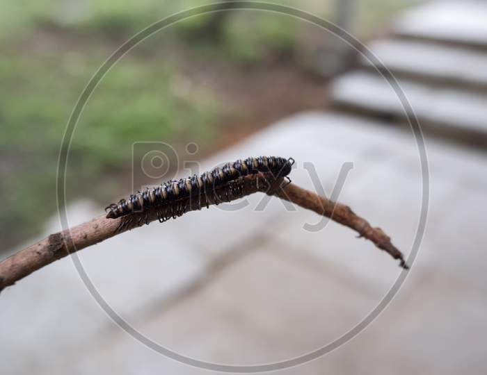Macro Shot Of A Small Millipede On A Tree Branch Outdoors During Daylight
