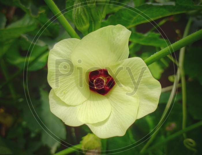 Okra vagitable flower