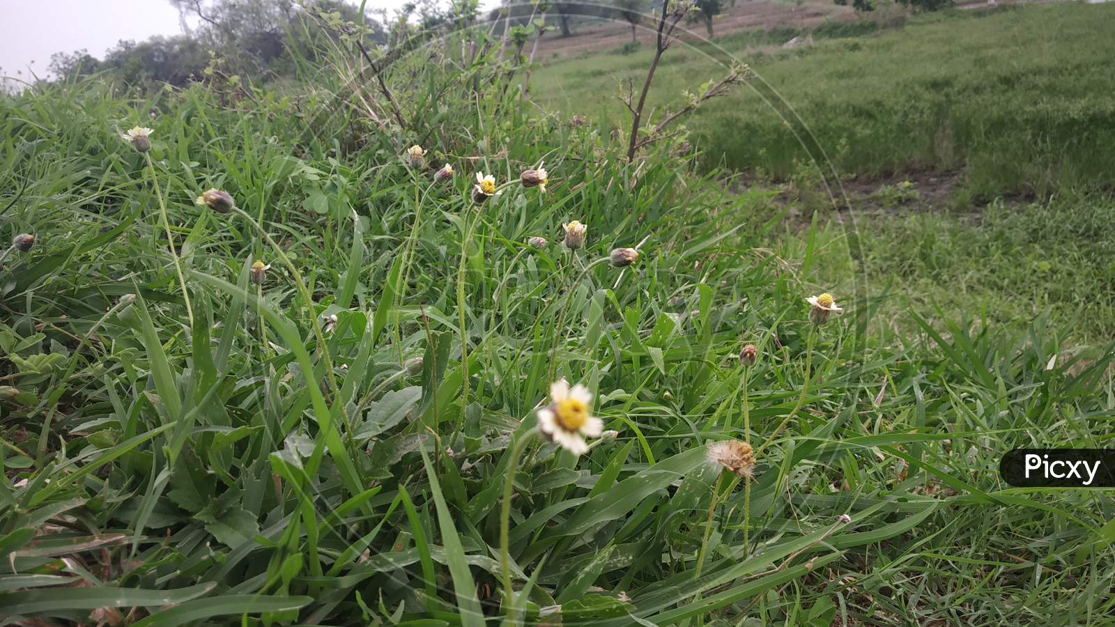 Small White Flower Blown In Green Grass In Monsoon