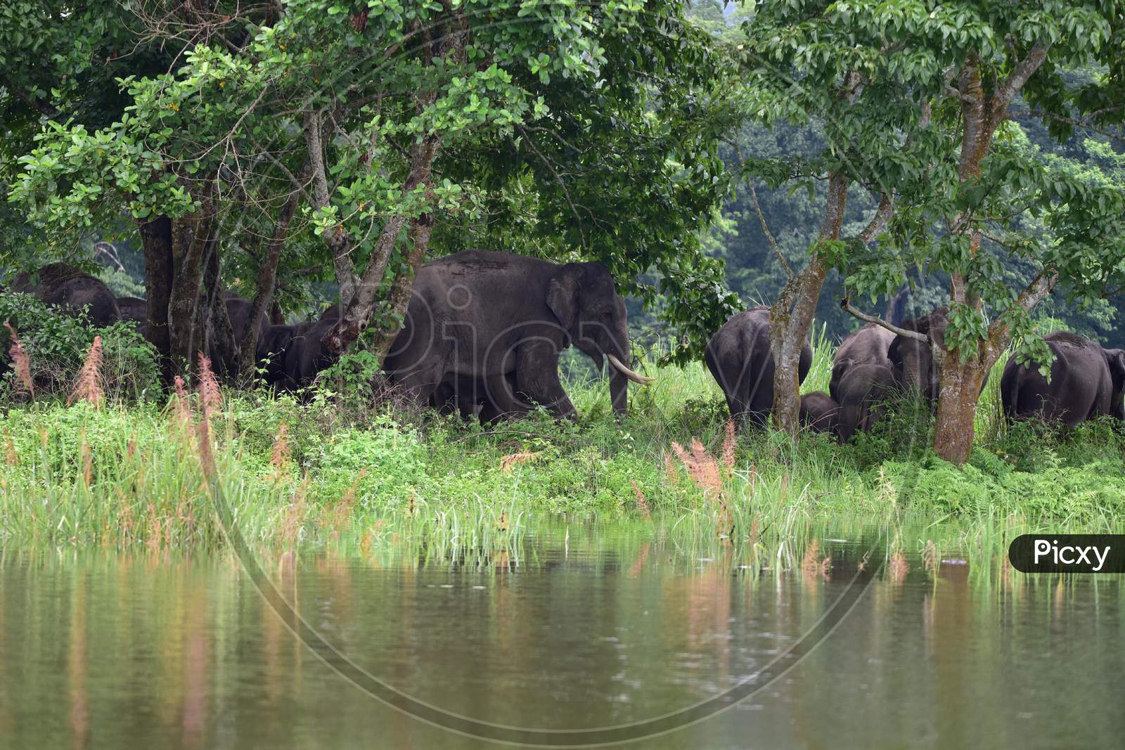 A Herd Of Elephant Take Shelter At A Highland In The Flood Affected Area Of Kaziranga National Park In Nagaon District In The Northeastern State Of Assam on June 28,2020.
