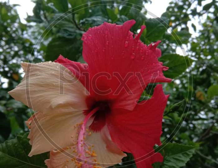 Multicoloured flower hibiscus